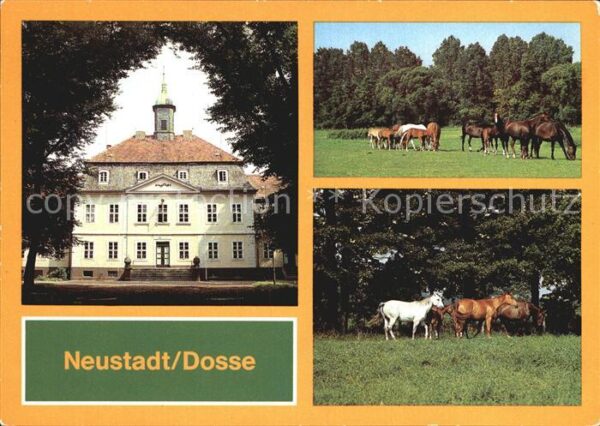 Neustadt Dosse Stuten Fohlen VE Hauptgestüt