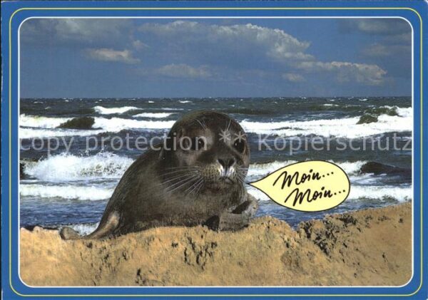 Robben Seehunde Nordsee