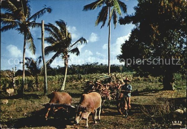 Guadeloupe Charette de canne a sucre