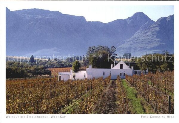 Stellenbosch Weingut