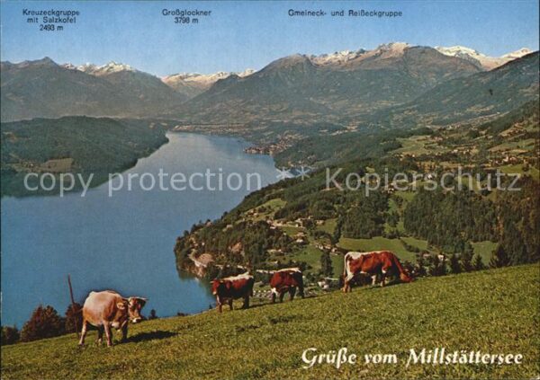 Millstaettersee Grossglockner Kühe