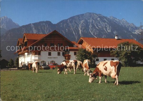 Pinswang Tirol Gasthof Schlurenhof Kühe Alpen