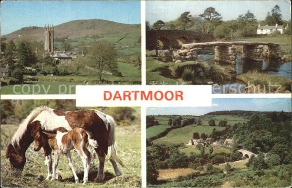 Dartmoor Pony Brücke