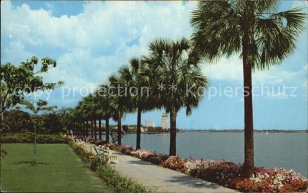 Jacksonville Florida Palms line the shores of St Johns River