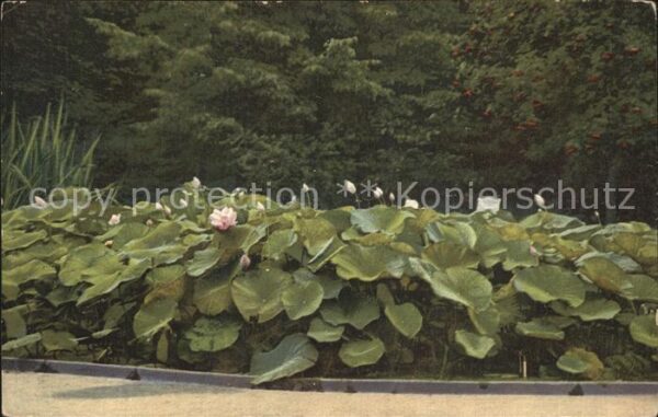 Blumen Lotosblume Botanischer Garten Berlin-Da