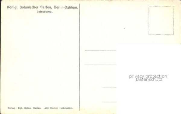Blumen Lotosblume Botanischer Garten Berlin-Da – Bild 2