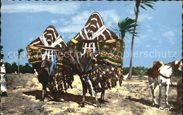 Kamel  Camel Chameau Bassours ou Harem mobiles Afrique