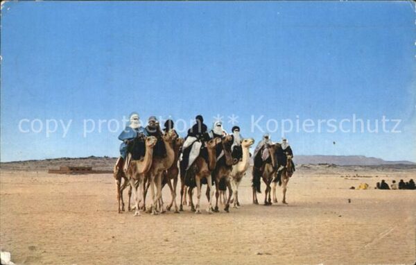 Kamel  Camel Chameau Hoggar Groupe de Touaregs