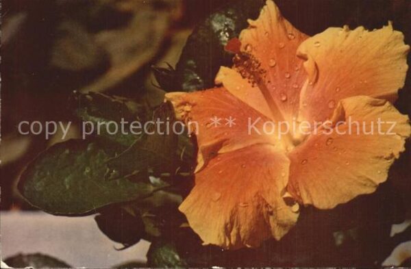 Blumen Hibiscus Hawaii
