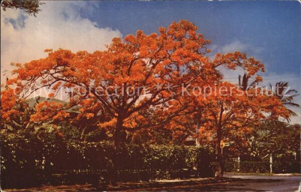Baeume Trees Royal Poinciana