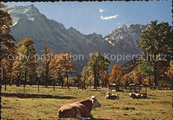 Kuehe Grosser Ahornboden Engalm Karwendel Tir