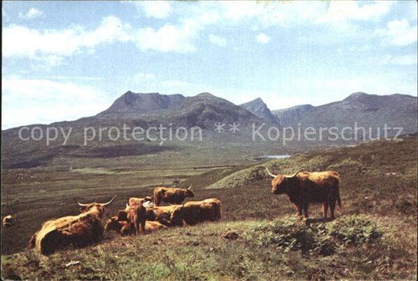 Tiere Highland Cattle Ullapool Ross-shire