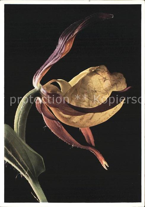 Blumen Gelber Frauenschuh