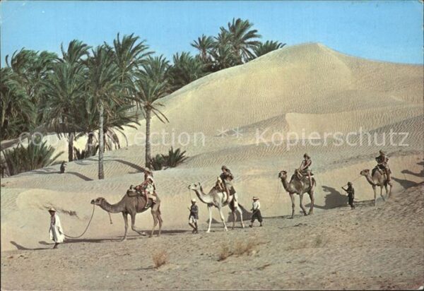 Kamel  Camel Chameau Tunesien Caravane du Sahara