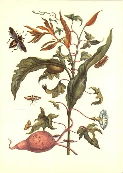Insekten Künstlerkarte Maria Sibylla Merian Wind