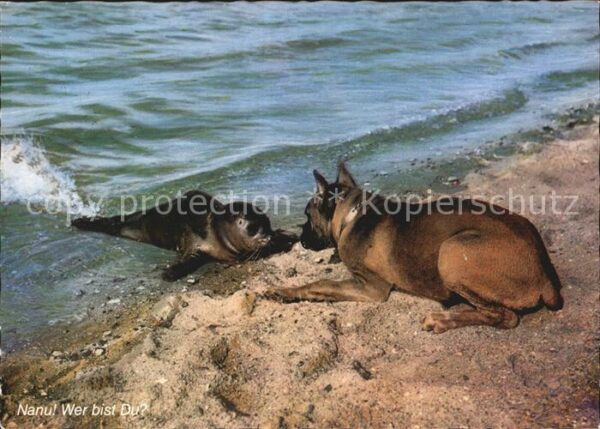 Hunde Boxer und Seehund Nordseestrand