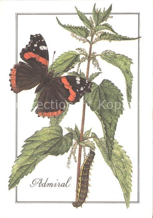 Schmetterlinge Admiral Künstlerkarte M. Kleinwächter