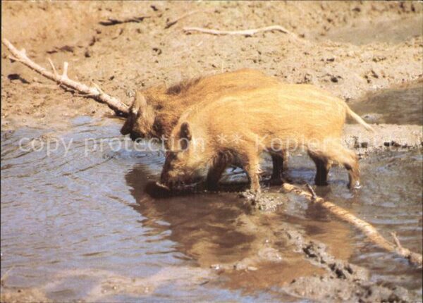 Schweine Wildschweine Frischlinge