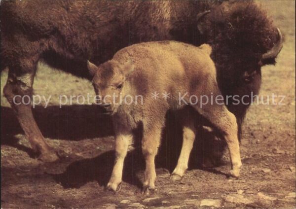 Tiere Bison