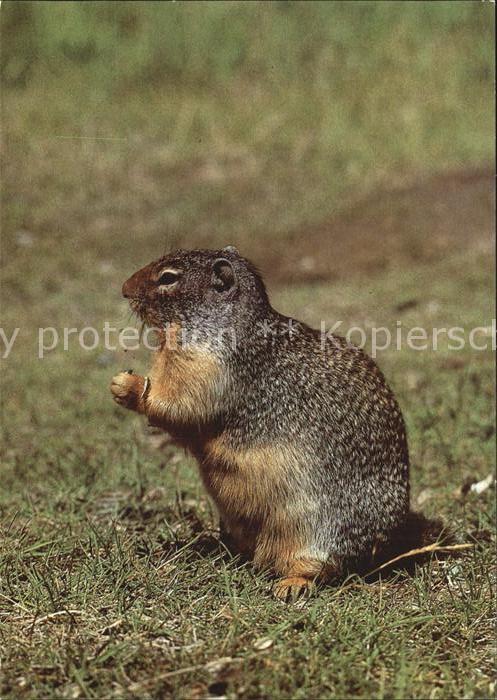 Tiere Nordamerikanisches Backenhörnchen