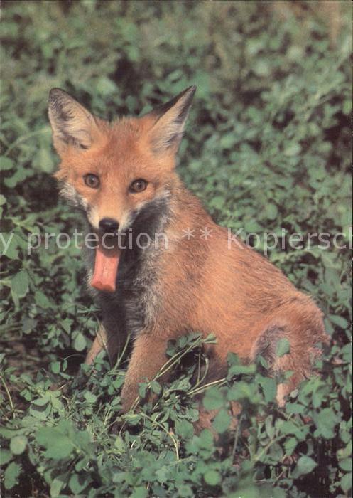 Fuchs Tiere
