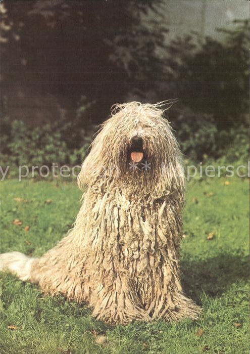 Hunde Komondor