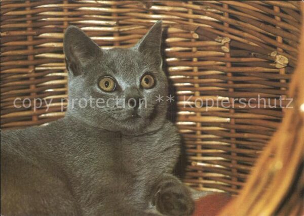 Katzen
