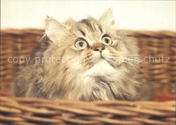 Katzen