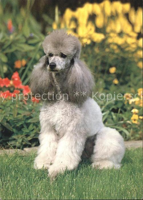 Hunde Pudel