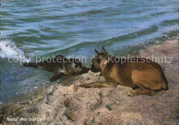 Hunde Boxer Seehund Nordseestrand