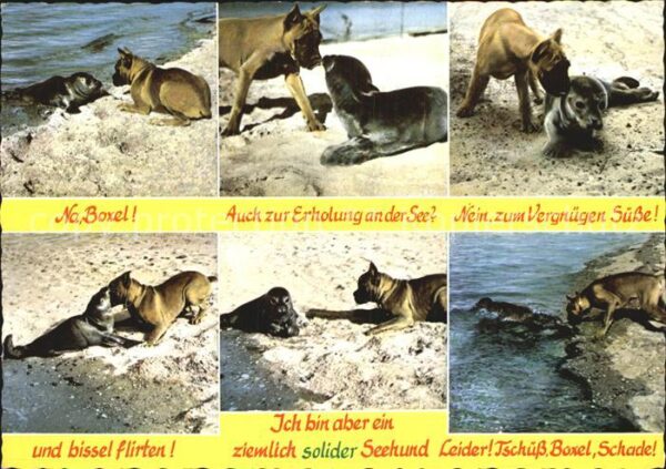 Hunde Boxer Seehund Nordseestrand
