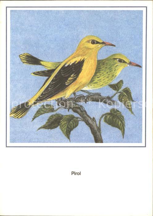 Voegel Pirol Entwurf R. Schiller