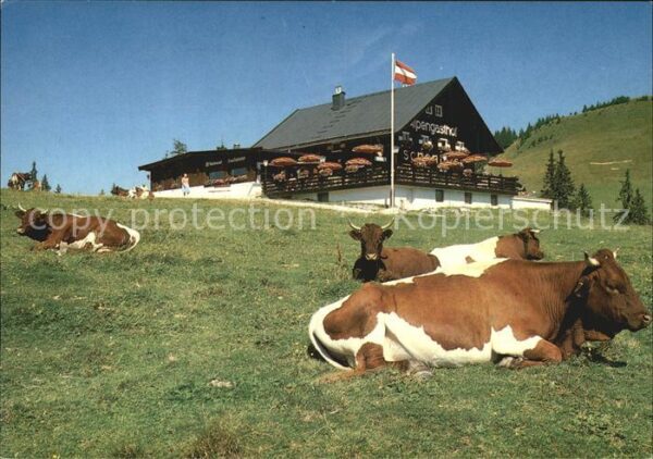 Kuehe Haus Schönblick Lofer Salzburger Land