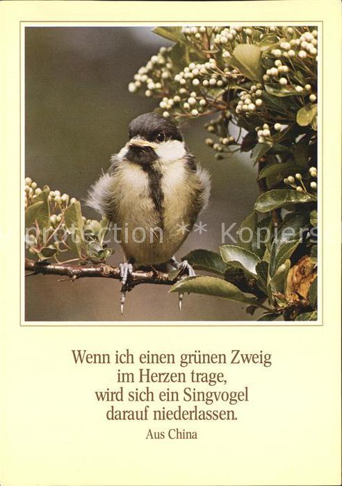 Voegel Spruch aus China