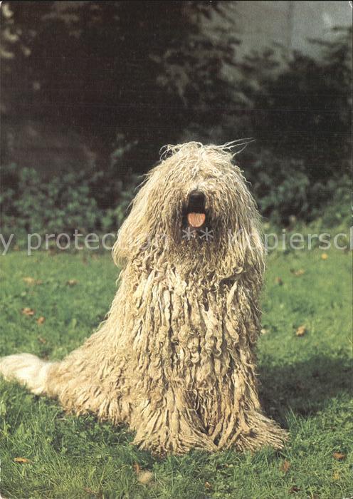 Hunde Komondor