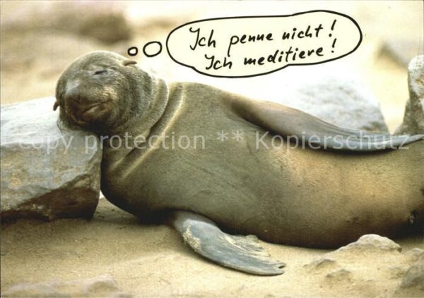 Seehunde Robben Schlaf