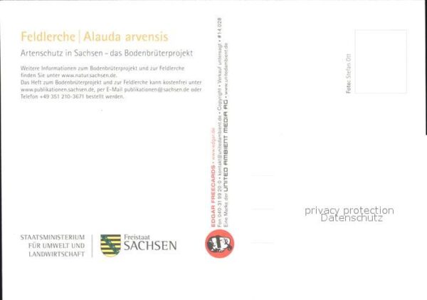 Voegel Feldlerche Artenschutz Sachsen Bodenbrü – Bild 2