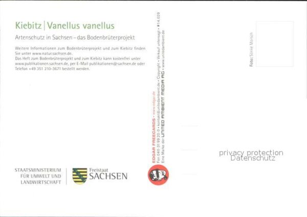 Voegel Kiebitz Artenschutz Sachsen Bodenbrüter – Bild 2