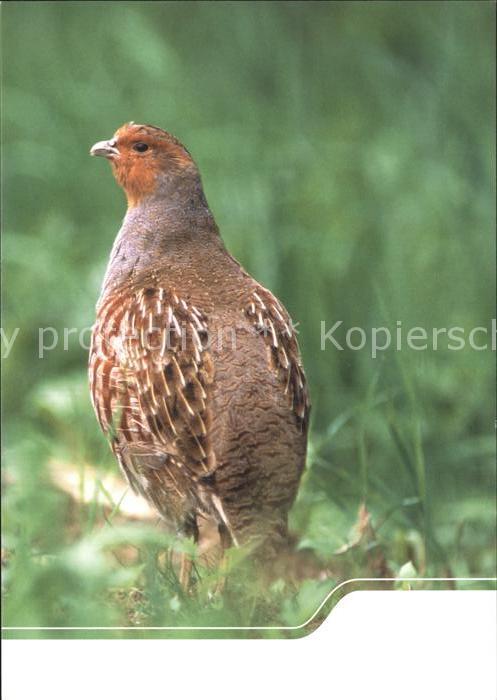 Voegel Rebhuhn Artenschutz Sachsen Bodenbrüter