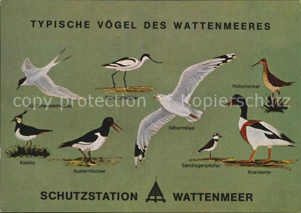Voegel Wattenmeer Küstenseeschwalbe Brandente