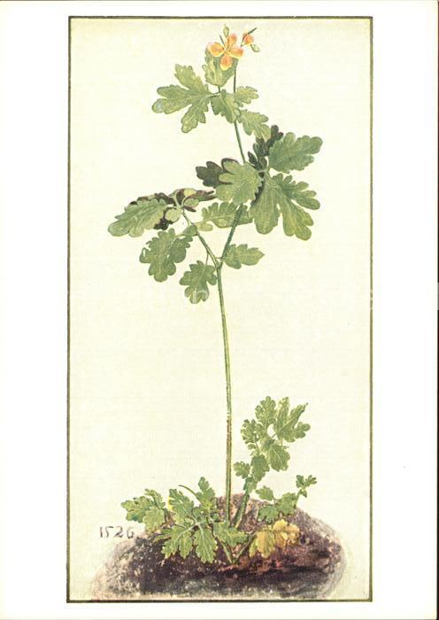 Duerer Albrecht Nuernberg Schöllkraut