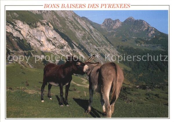 Esel Tiere Pyrenees