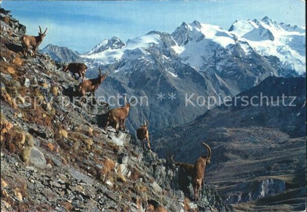 Steinbock Valle d_Aosta Parco nazionale Gran Para