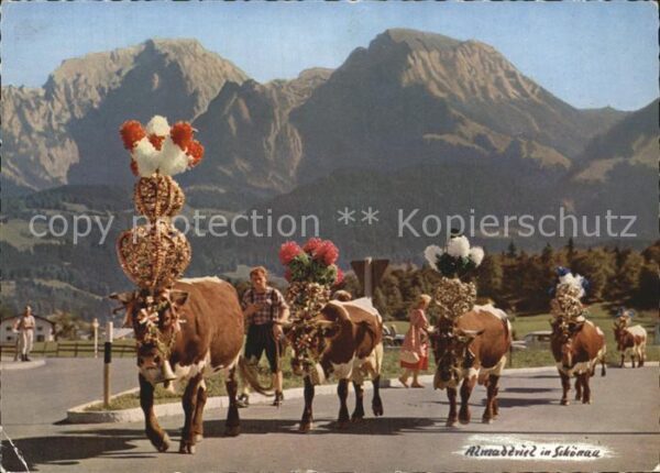Kuehe Almabtrieb Schönau Bayern