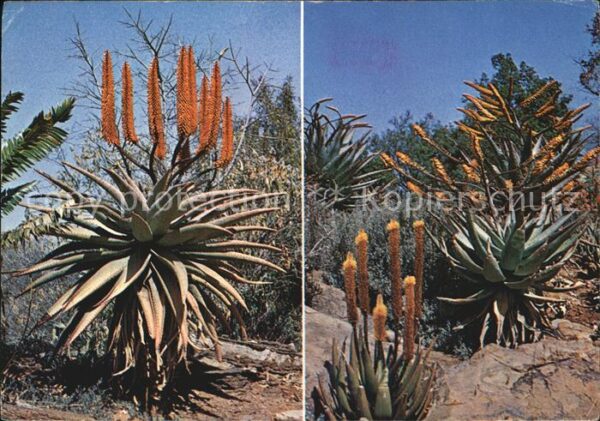 Pflanzen Colourful Aloes