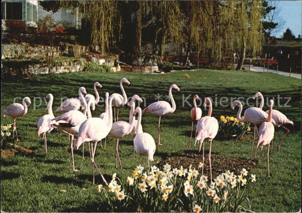 Flamingo Zoo Zürich