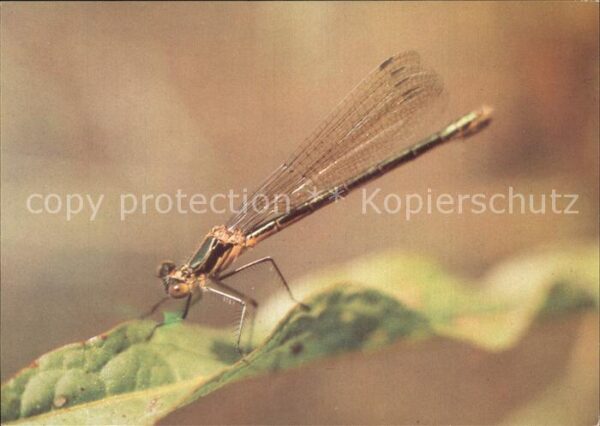Insekten Binsenjungfer