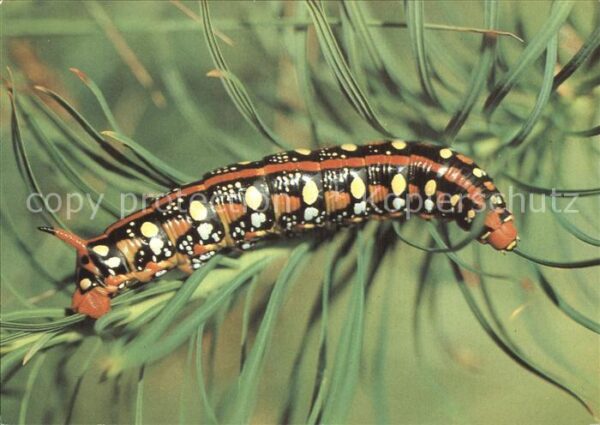 Insekten Raupe Wolfsmilchschwärmer