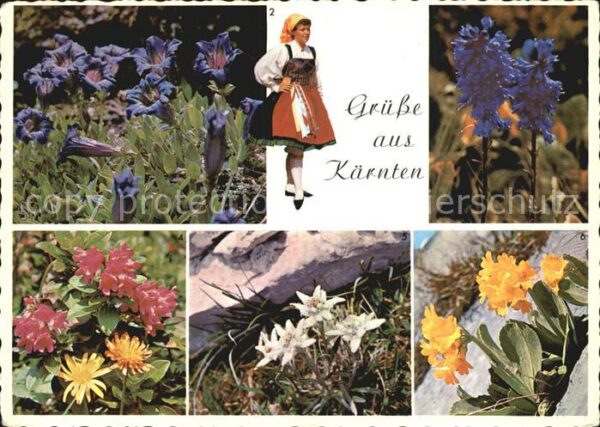 Blumen Enzian Wulfenia Almrausch Felsaurikel G