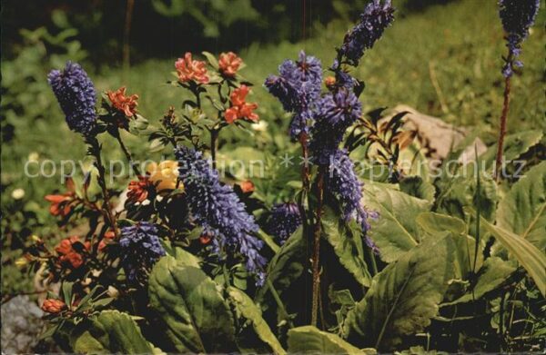 Blumen Wulfenia Carinthiaca Kärnten Nassfeld G